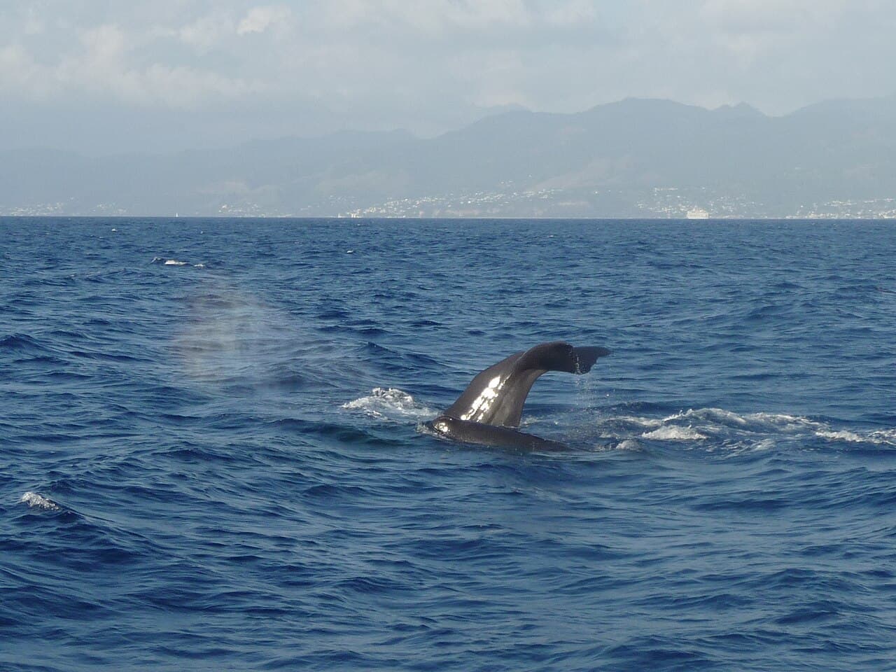 Whale watching off Dominica